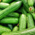 Beit Alpha Cucumber Seeds Cucumis Sativus B211