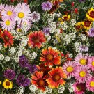 Bird Butterfly & Bee Wildflower Seed Mix St12