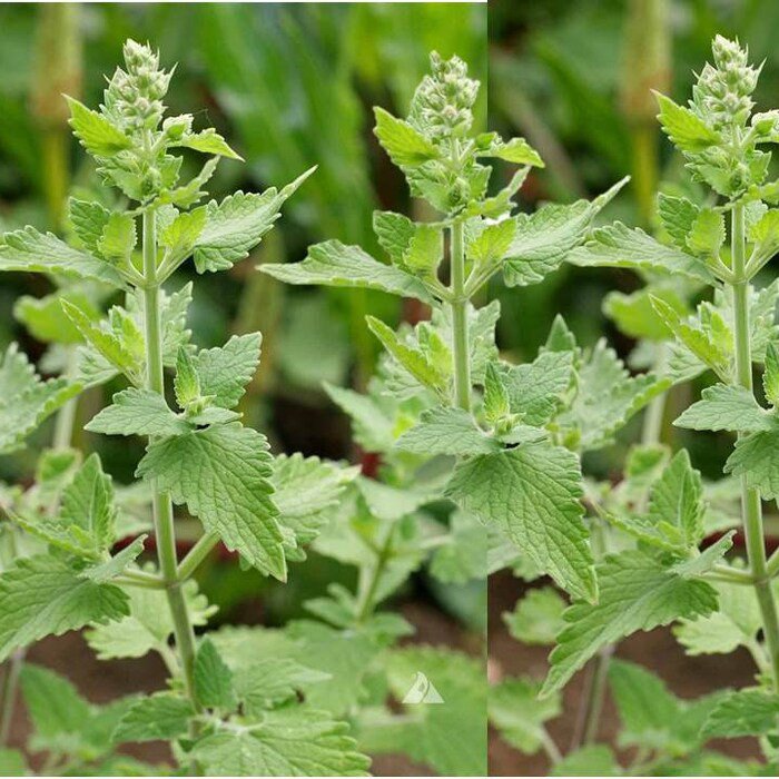 Catnip 700 Seeds 1/2 Gram B3