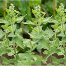 Catnip 700 Seeds 1/2 Gram B3