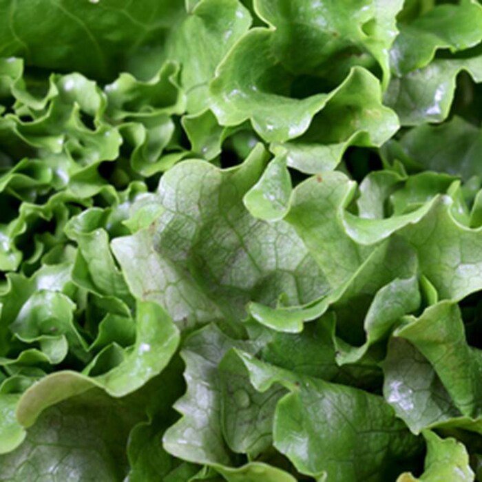 Black Seeded Simpson Lettuce 500 Seeds 1/2 Gram B45