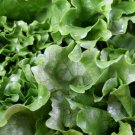 Black Seeded Simpson Lettuce 500 Seeds 1/2 Gram B45