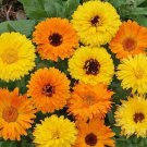 Pacific Beauty Calendula Seed Mix Calendula Officinalis B246