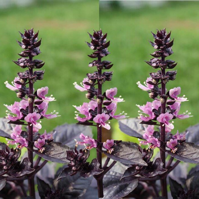 Dark Opal Purple Basil Seeds Ocimum Basilicum B285