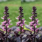 Dark Opal Purple Basil Seeds Ocimum Basilicum B285