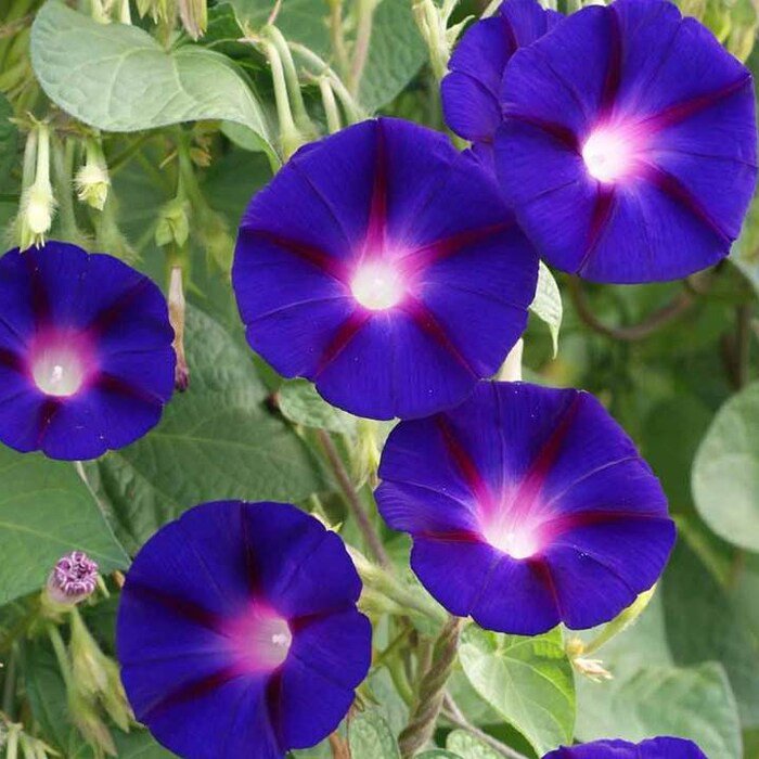 Morning Glory Grandpa Ott Flowering Vine Seeds Ipomoea Purpurea B178