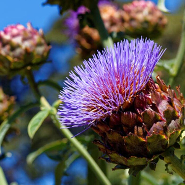 Purple Romagna Artichoke Seeds Cynara Scolymus B7