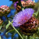 Purple Romagna Artichoke Seeds Cynara Scolymus B7