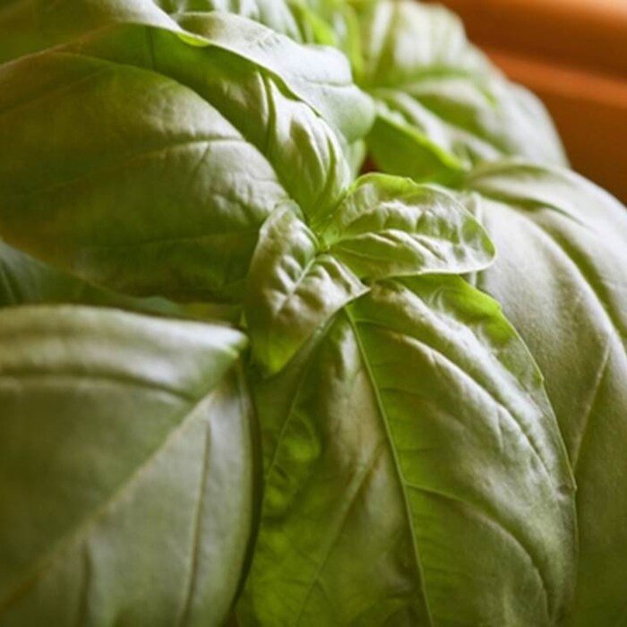 Italian Large Leaf Sweet Basil Seeds Ocimum Basilicum B155