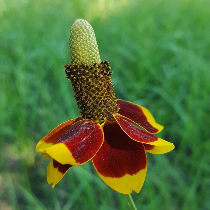 Mexican Hat Wildflower Seeds Ratibida Columnifera B284