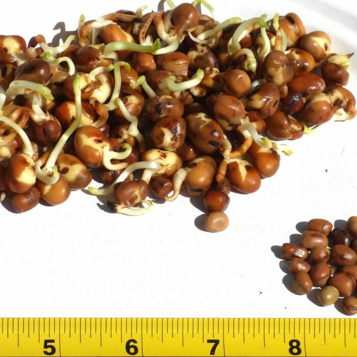 Small Fava Bean Sprouting Microgreen Seeds Vicia Faba B283