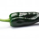 Ancho Poblano Pepper 30 Seeds 1/4 Gram B60