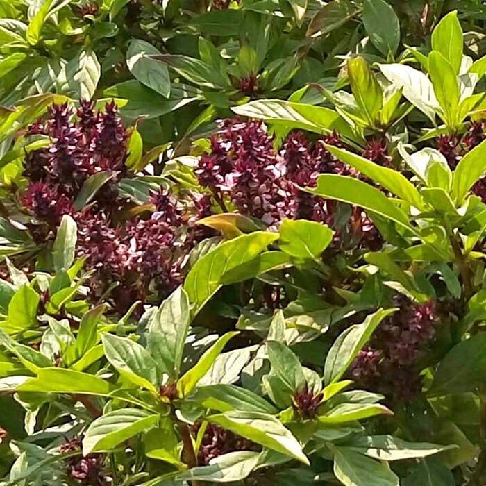Thai Basil Seeds Ocimum Basilicum Var. Thyrsiflorum B232