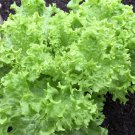 Broadleaf Batavian Endive Herb Seeds Cichorium Endivia 'Latifolium' B146