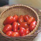 Roma Italian Tomato Seeds Solanum Lycopersicum B226