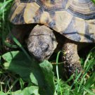 Russian Tortoise Forage Seed Mix Testudo Horsfieldii B281