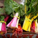 Rainbow Chard Swiss Seeds Beta Vulgaris Var. Flavescens B166