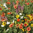 Florida & Gulf Coast Wildflower Mix Seeds St22