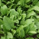 New Zealand Spinach Seeds Tetragonia Tetragonioides B348