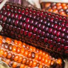 Corn Wampum Ornamental Native Corn Seeds Zea Mays M6