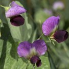 Austrian Winter Pea Seeds Pisum Sativum C21