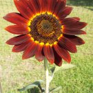 Chocolate Cherry Sunflower Seeds Helianthus Annuus B187