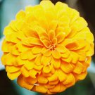 Zinnia Canary Bird Seeds Zinnia Elegans B295