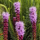 Gayfeather Wildflower Seeds Liatris Spicata B111