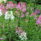 Cleome Colorful Wildflower Seed Mix Hassleriana B262