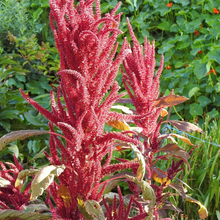 Red Garnet Amaranth Seeds Amaranthus Cruentus B197