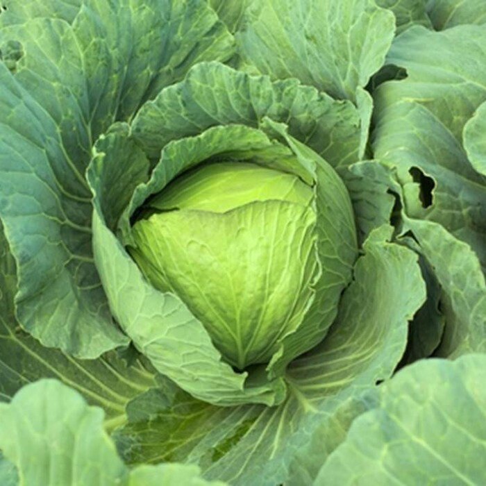 Early Jersey Wakefield Cabbage Seeds Brassica Oleracea Var. Capitata B164