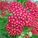 Red Yarrow Wildflower Seeds Achillea Millefolium B206