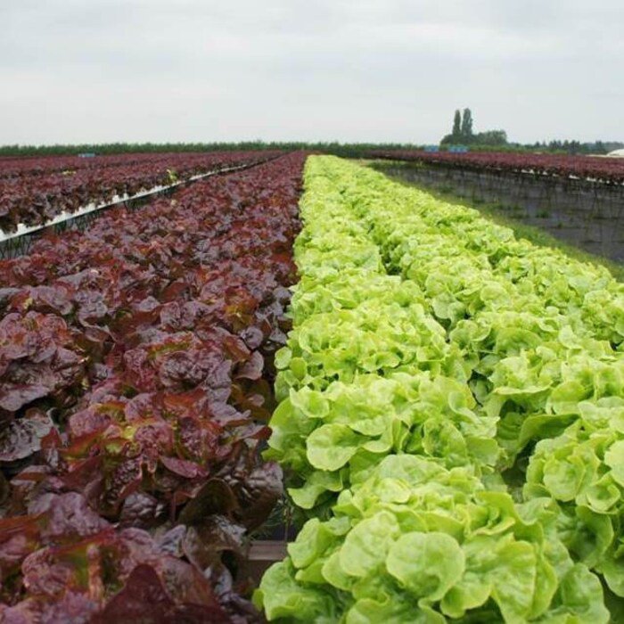 Red Deer Tongue Lettuce Seeds Lactuca Sativa B200