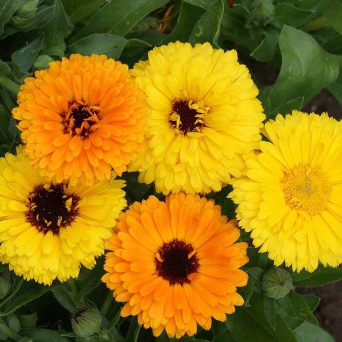 Fiesta Gitana Calendula 35 Seeds 1/4 Gram B21