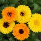 Fiesta Gitana Calendula 35 Seeds 1/4 Gram B21