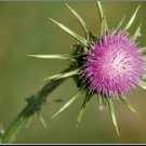 Blessed Milk Thistle Seeds Silybum Marianum B160