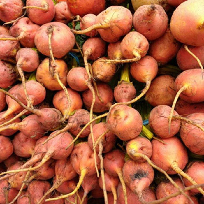 Detroit Golden Beet Seeds Beta Vulgaris B10