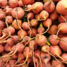 Detroit Golden Beet Seeds Beta Vulgaris B10