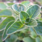 Greek Oregano Seeds Origanum Vulgare B133