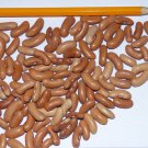 Contender Bush Bean Seeds Phaseolus Vulgaris C9
