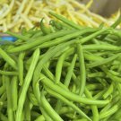 Blue Lake Bush Bean Seeds Phaseolus Vulgaris C3