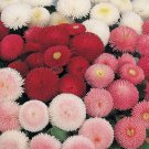 English Daisy Double Flower Mix Seeds Bellis Perennis B74