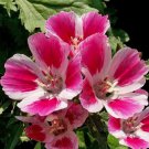 Farewell To Spring Godetia Seeds Clarkia Amoena B356