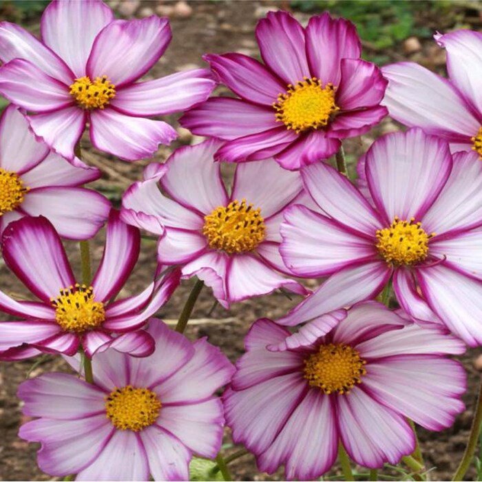 Cosmos Picotee 125 Seeds 1 Gram B89