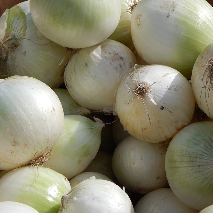Sweet White Spanish Onion Seeds Allium Cepa B106