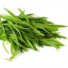 Tarragon Seeds Artemisia Dracunculus B91
