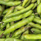 Broad Windsor Fava Bean Seeds Vicia Faba C14