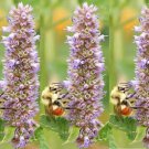 Anise Hyssop Seeds Agastache Foeniculum B42