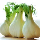 Florence Fennel Herb Seeds Foeniculum Vulgare B198