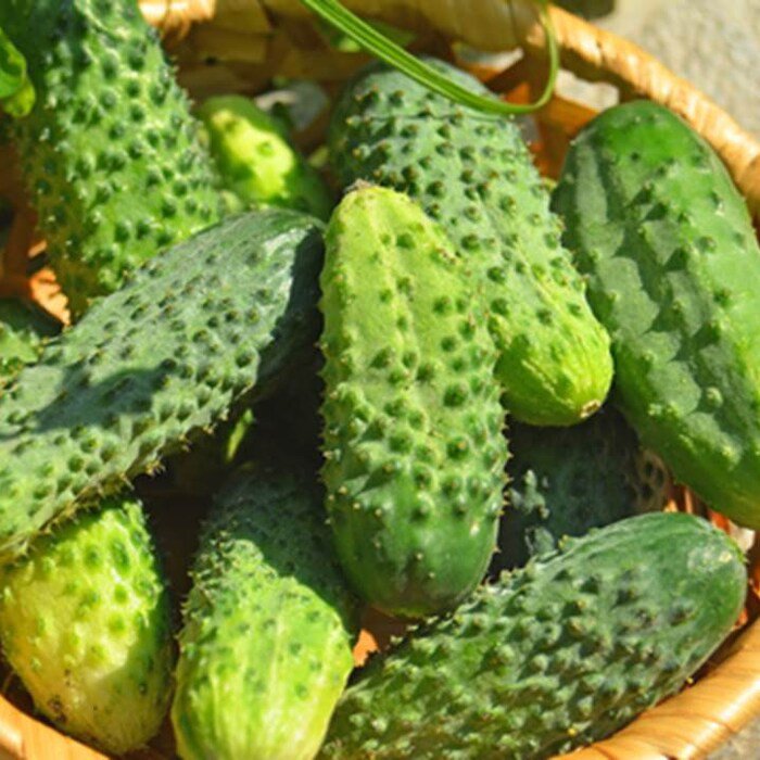 Boston Pickling Cucumber 25 Seeds 1 Gram B92